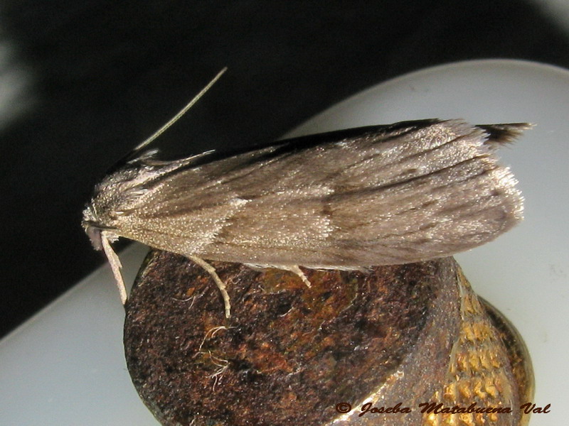 Pachycnemia hippocastanaria - Geometridae 10/07/2013